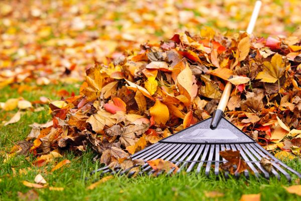 Cost of Leaves Removal in Sarasota