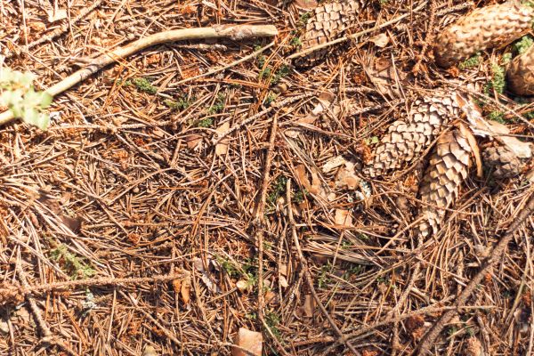 Cost of Pine Needles Removal in Sarasota