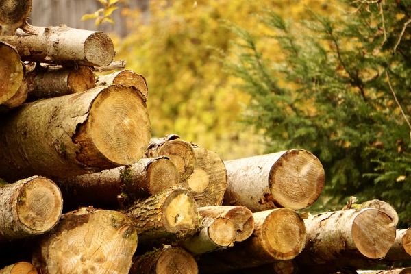 Cost of Wood Pile Removal in Sarasota