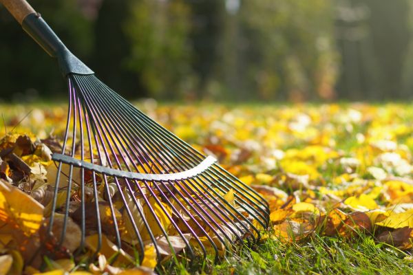Cost of Leaf Raking Service in Sarasota