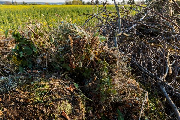 Cost of Brush Disposal in Sarasota