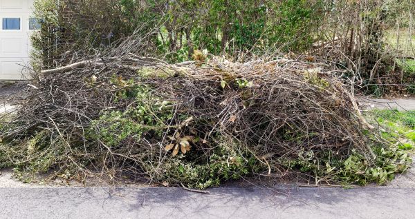 Cost of Tree Limb Cleanup in Sarasota