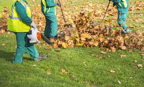 Cost of Leaf Maintenance in Sarasota