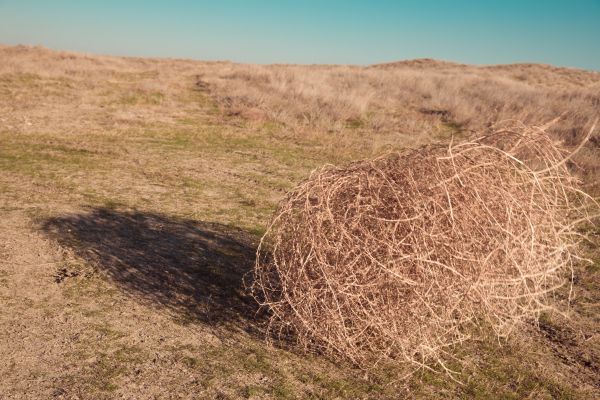 Cost of Tumbleweed Removal in Sarasota