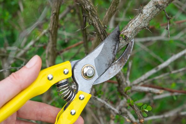 Cost of Limbs Removal in Sarasota