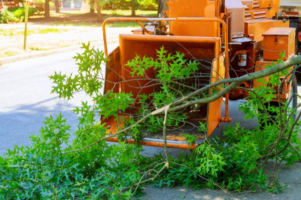 Cost of Tree Branches Removal in Sarasota