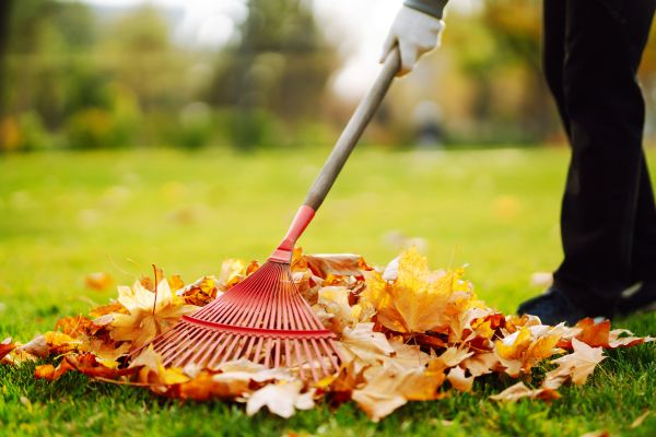 Cost of Ditch Leaf Removal in Sarasota