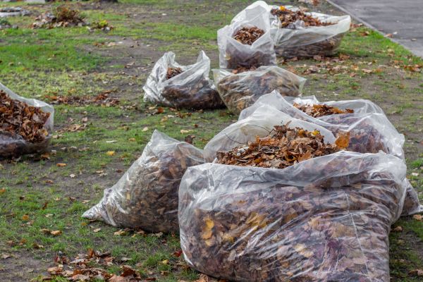 Cost of Leaf Pile Disposal in Sarasota