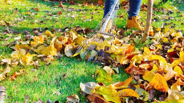 Cost of Lawn Cleanup Service in Sarasota