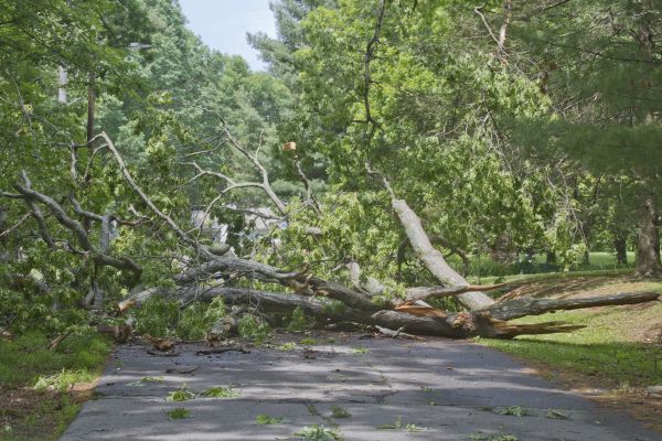 Cost of Tree Debris Removal in Sarasota