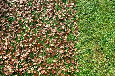 Clean Lawn After Leaf Clearing